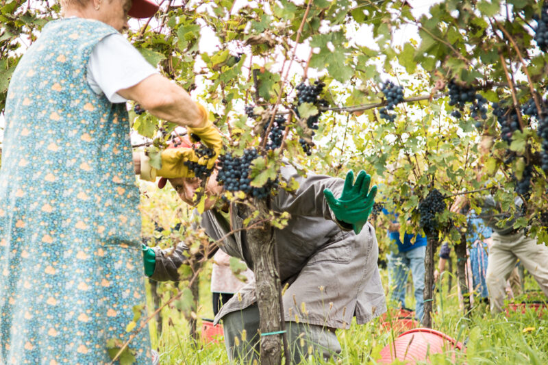 Giusti Wine Prosecco