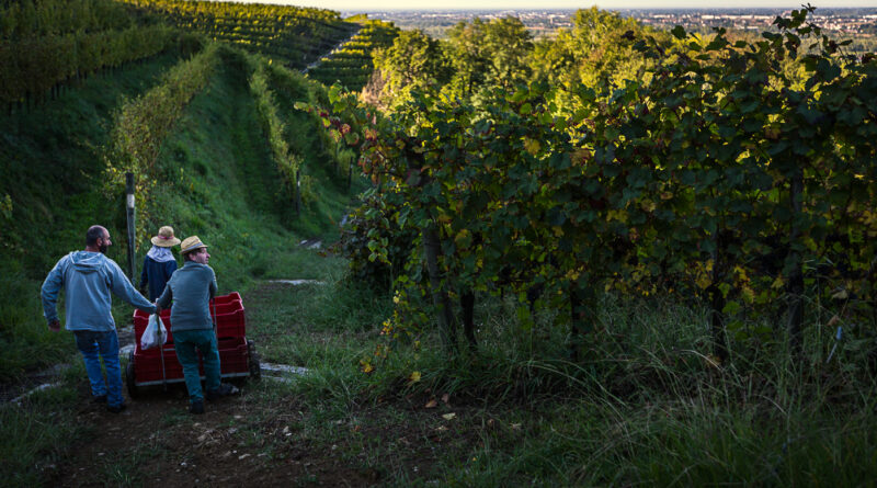 Giusti Wine Prosecco