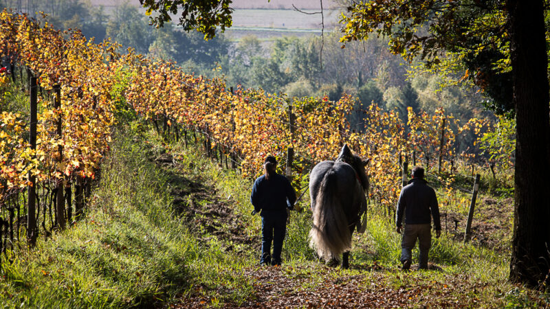 Giusti Wine Prosecco