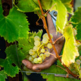 marco-tortato-collio-2024-500-10