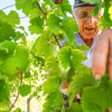 marco-tortato-collio-2024-500-11