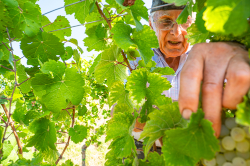 marco-tortato-collio-2024-500-11