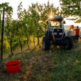 marco-tortato-collio-2024-500-12