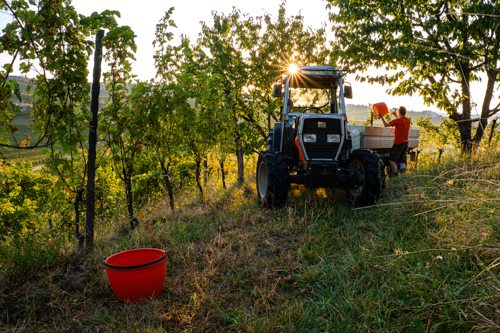 marco-tortato-collio-2024-500-12