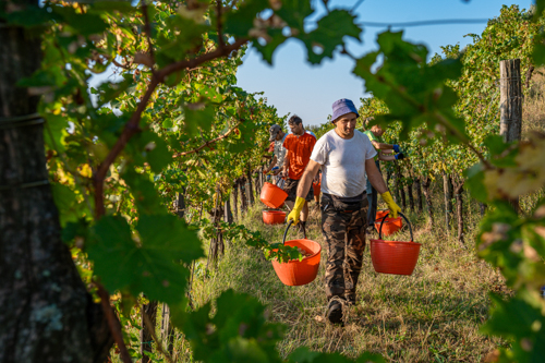 marco-tortato-collio-2024-500-13