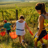marco-tortato-collio-2024-500-14
