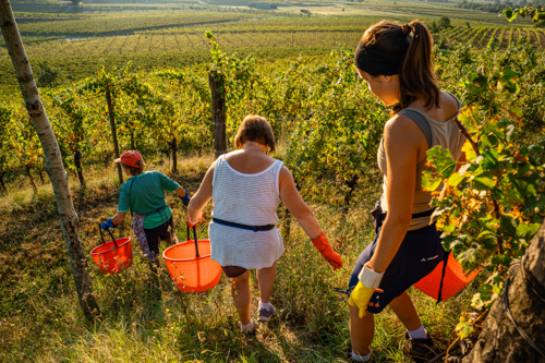 marco-tortato-collio-2024-500-14