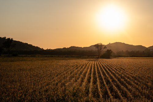 marco-tortato-collio-2024-500-15
