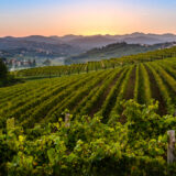 marco-tortato-collio-2024-500-16
