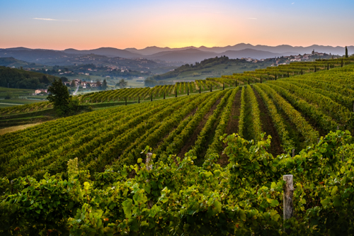 marco-tortato-collio-2024-500-16