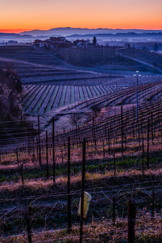 marco-tortato-collio-2024-500-2