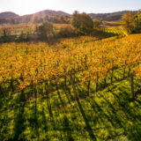 marco-tortato-collio-2024-500-20
