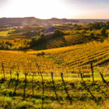 marco-tortato-collio-2024-500-21