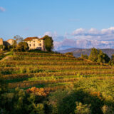 marco-tortato-collio-2024-500-22