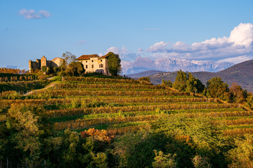 marco-tortato-collio-2024-500-22