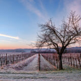 marco-tortato-collio-2024-500-3