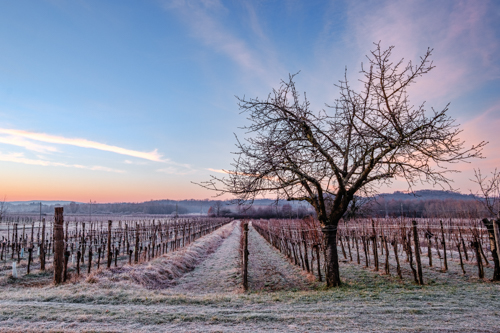 marco-tortato-collio-2024-500-3