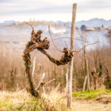 marco-tortato-collio-2024-500-5