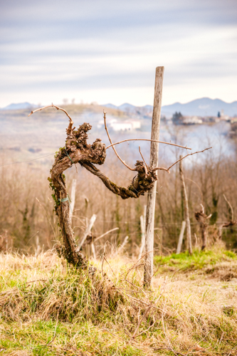 marco-tortato-collio-2024-500-5