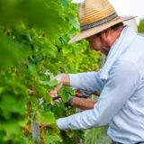 marco-tortato-collio-2024-500-8