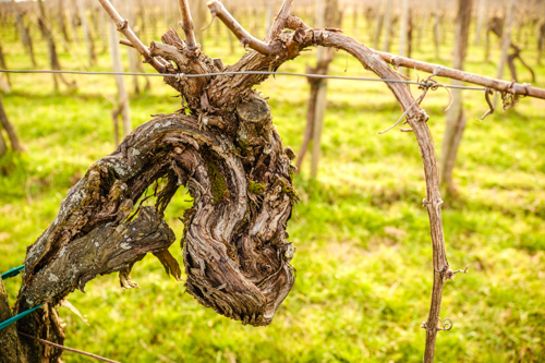 marco-tortato-collio-2024-500